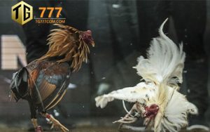 TG777